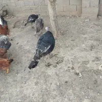 هشتدر خان|حیوانات مزرعه|کشاورز, |دیوار