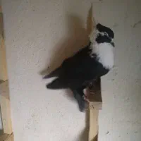 مخمل سیاه کاکل