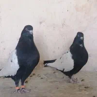 جفت سینه سیاه