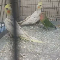 دو عدد عروس هلندی ویک عدد طوطی برزیلی