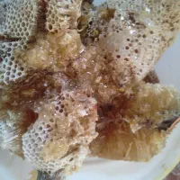 عسل کوهی وحشی