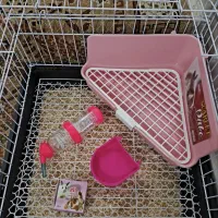 تعدادی بچه خرگوش لوپ ومینیاتوری تربیت شده|موش و خرگوش|مشهد, کارگران|دیوار