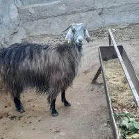 بز چاق|حیوانات مزرعه|سمنان, |دیوار