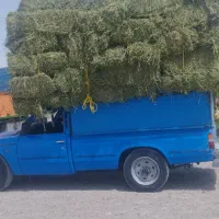 یونجه|لوازم جانبی حیوانات|بجنورد, |دیوار