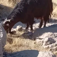 فروش بز با کهره ماده