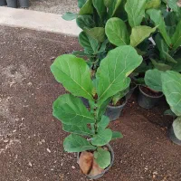 فیکوس یاقوتی|گل و گیاه طبیعی|اصفهان, حسین‌آباد|دیوار