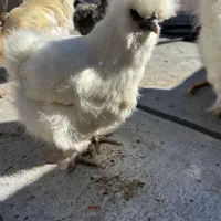 مرغ ابریشمی اوپال اصل|حیوانات مزرعه|تهران, بازار|دیوار