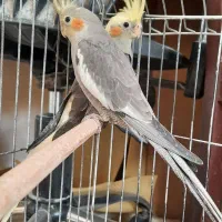 فروش چنو عدد عروس هلندی رام جوجه و بالغ