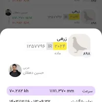 کبوتر کفتر ماده مسافتی پلاکی جی پی اس دار|پرنده|مشگین شهر, |دیوار
