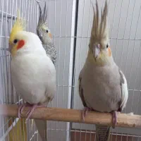 عروس هلندی