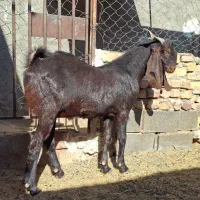 کل پاکستانی|حیوانات مزرعه|کویرات, |دیوار