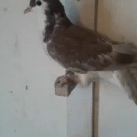 کفتر امری سرخ جوجه