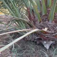 نخل برحی نسیجی|خدمات باغبانی و درختکاری|شادگان, |دیوار