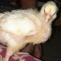 فروش ده عدد جوجه گوشتی