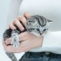 گربه بریتیش اصیل لیلاک گلد ، آماده رزرو