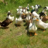 فروش اردک اسراییلی و محلی گوشتی تمیز