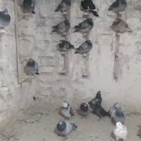 کبوتر پلاکی بوم|پرنده|مشهد, طبرسی شمالی|دیوار