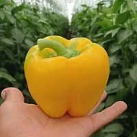 دوره آموزشی گلخانه هیدروپونیک و خاکی با مدرک معتبر