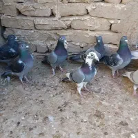 کفتر فروشی|پرنده|آبکوه, |دیوار