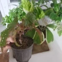 هویا کری ابلق..بگونیا بال فرشته.کریپتانوس|گل و گیاه طبیعی|نیشابور, شهرک فرهنگیان|دیوار