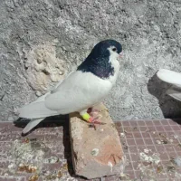 کبوتر|پرنده|ایرانشهر, |دیوار