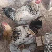 فروش ۲عدد خروس و تعدادی جوجه گلپایگانی|حیوانات مزرعه|نیشابور, شهید جعفری|دیوار