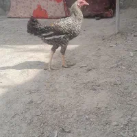 مرغ محلی سالم