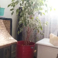 گل بنجامین|گل و گیاه طبیعی|اسلامشهر, مظفریه|دیوار