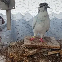 کبوتر|پرنده|گرگان, |دیوار