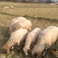 فروش بره نر|حیوانات مزرعه|تالش, جوکندان|دیوار