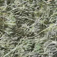 زیره سبز|خدمات باغبانی و درختکاری|سمنان, |دیوار