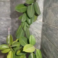 گل آپارتمانی