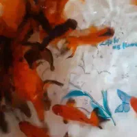 فروش ماهی قرمز تلسکوپی کوی گلفیش|ماهی|سنگر, |دیوار