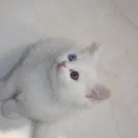 گربه بریتیش