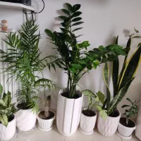 زاموفیلیا سبز غول|گل و گیاه طبیعی|ارومیه, |دیوار