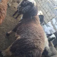 گوسفند قوچ بره کوهه|حیوانات مزرعه|کامفیروز, |دیوار