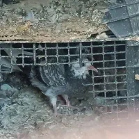 کبوتر فورش فوری