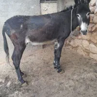 الاغ.فروشی