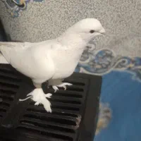 یک عدد کبوترپاپر