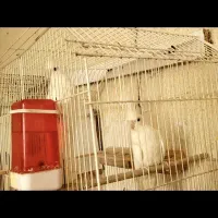 جفت عروس هلندی آلبینو مولد