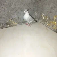 کبوتر|پرنده|باوی, |دیوار