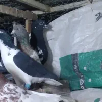 کبوتر سینه ساده کرمانی|پرنده|مشهد, کوی المهدی|دیوار