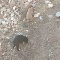 جاروبرقی (جاروبرقی نیست سگه )|سگ|بلبان آباد, |دیوار