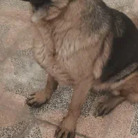 سگ ژرمن تربیت شده|سگ|شاهین‌شهر, گزبرخوار|دیوار