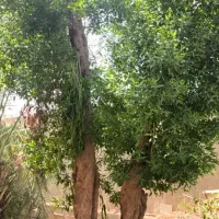 بریدن درخت ونخل|خدمات باغبانی و درختکاری|خرمشهر, |دیوار