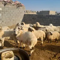 بره و شیشک فروشی سربیشه|حیوانات مزرعه|سربیشه, |دیوار