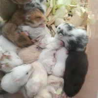 همستر خیلی ناز