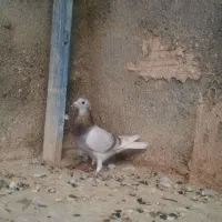 مسافتی پلاکی. ویگن|پرنده|مشهد, حسینآباد|دیوار