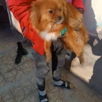 سگ پامر روباهی