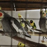 عروس هلندی کفتر قناری کوتوله برزیلی طوطی|پرنده|شیراز, بید زرد|دیوار